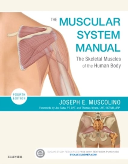 The Muscular System Manual Muscolino Joseph E.