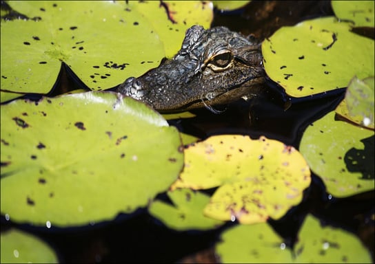 The Okefenokee Swamp Park in Waycross, Georgia, Carol Highsmith - plakat 91,5x61 cm Galeria Plakatu