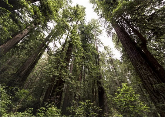 The Redwood National and State Parks along the coast of northern California., Carol Highsmith - plakat 100x70 cm Galeria Plakatu