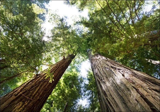 The Redwood National and State Parks, Carol Highsmith - plakat 100x70 cm Galeria Plakatu