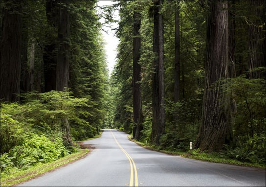 The Redwood National and State Parks, Carol Highsmith - plakat 100x70 cm Galeria Plakatu