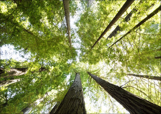 The Redwood National and State Parks., Carol Highsmith - plakat 70x50 cm Galeria Plakatu