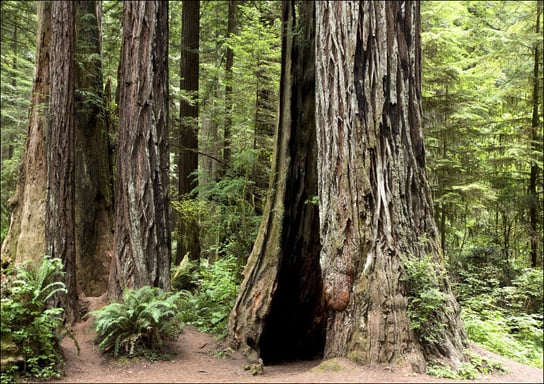 The Redwood National and State Parks in northern California., Carol Highsmith - plakat 100x70 cm Galeria Plakatu