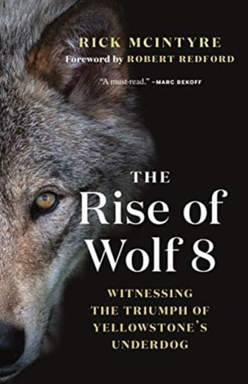 The Rise of Wolf 8: Witnessing the Triumph of Yellowstones Underdog Rick Mcintyre
