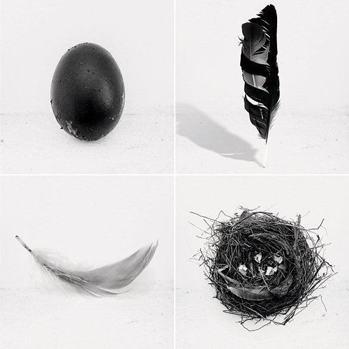 The Singles Lady Blackbird