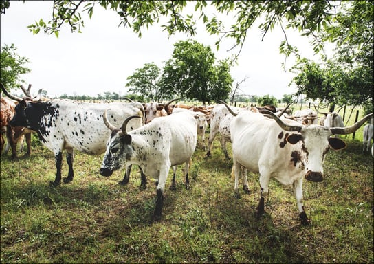 The State of Texas raises longhorn cattle at Abilene State Historical Park on the site of old Fort Griffin, Carol Highsmith - plakat 29,7x21 cm Galeria Plakatu