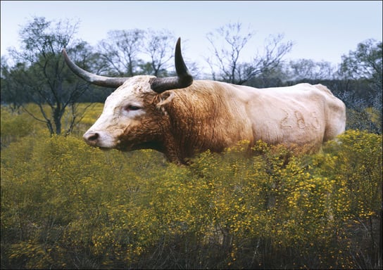 The State of Texas raises longhorn cattle at Abilene State Historical Park on the site of old Fort Griffin., Carol Highsmith - plakat 70x50 cm Galeria Plakatu