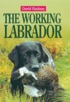 The Working Labrador Hudson David