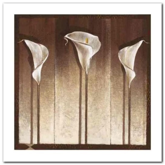 Three Calla Lilies plakat obraz 30x30cm Wizard+Genius