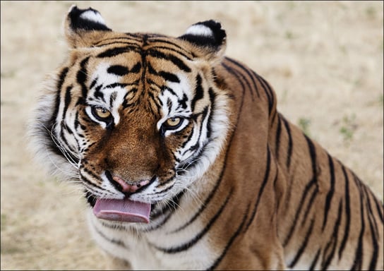 Tiger at the Wild Animal Sanctuary, Carol Highsmith - plakat 30x20 cm Galeria Plakatu