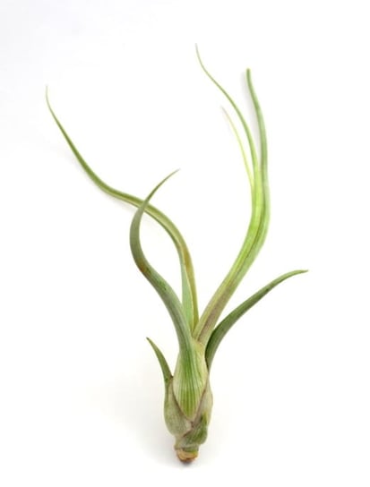 Tillandsia BAILEYI R · 14 cm DIXIE STORE