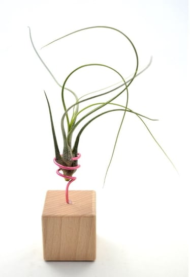 Tillandsia BUTZII R  na stojaku, komp 60/K4 DIXIE STORE