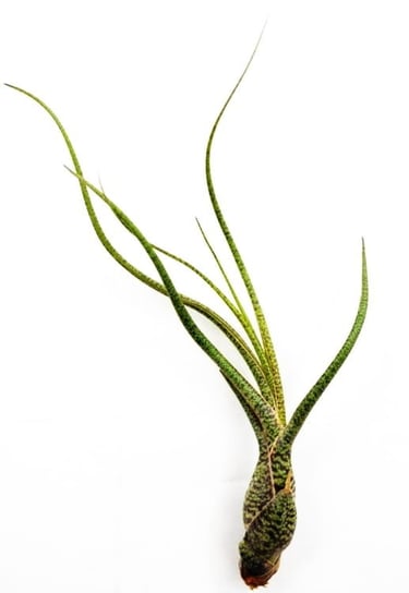 Tillandsia BUTZII S · 12 cm DIXIE STORE