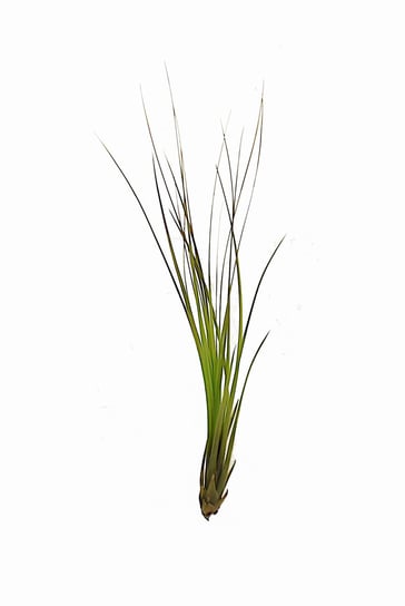 Tillandsia Festucoides 19-22 Cm Oplątwa Air Plants DIXIE STORE