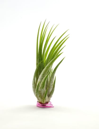 Tillandsia IONANTHA  SCAPOSA L~8 cm DIXIE STORE