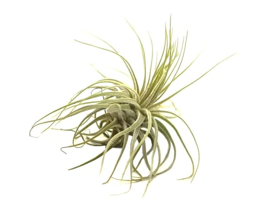 Tillandsia MAGNUSIANA  R~9-10 cm DIXIE STORE