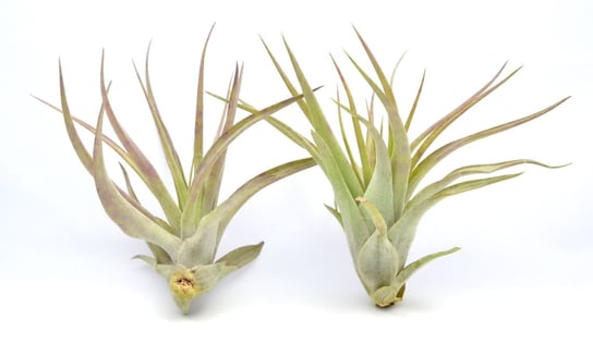 Tillandsia MULTIFLORA L ~10-13 cm DIXIE STORE