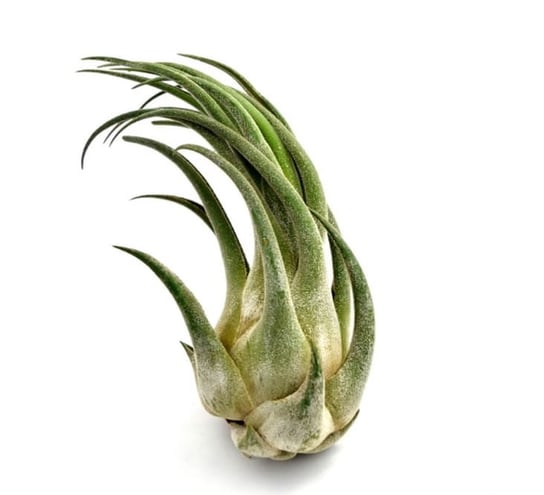 Tillandsia SELERIANA  S ~ 12-14cm DIXIE STORE