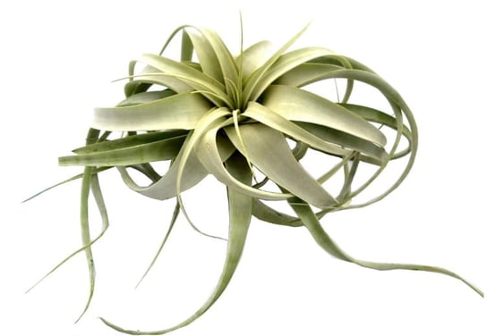 Tillandsia XEROGRAPHICA S 15-20 cm DIXIE STORE