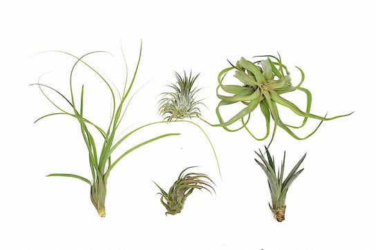 Tillandsia Zestaw  X 5 Szt. Airplants Oplątwa Mix DIXIE STORE