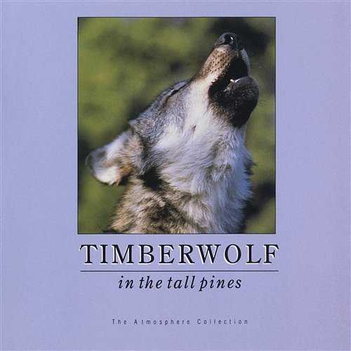 Timberwolf In Tall Pines Atmosphere Collection