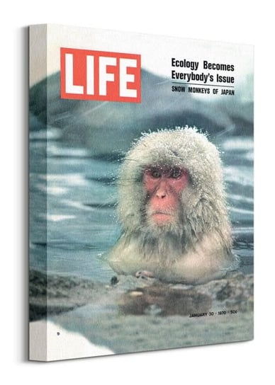 Time Life Cover Snow Monkeys of Japan - obraz na płótnie Pyramid
