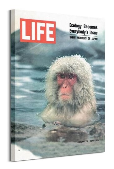 Time Life Cover Snow Monkeys Of Japan - obraz na płótnie Pyramid