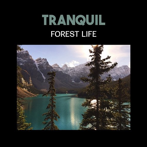 Tranquil Forest Life – Harmony of Fire, Chirping Birds and Sounds of Natural Univers for Meditation in Nature Space, Yoga Kundalini Breathing & Mindfulness Natural Sounds Music Academy