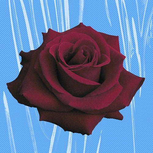 Trauma Bala Romantica