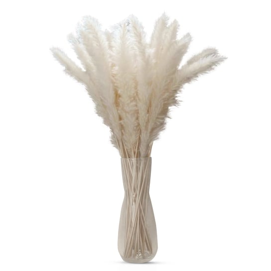 Trawa pampasowa 30 sztuk w kolorze białym - Naturalny suszony kwiat miękka zrównoważona trawa trzcinowa do dekoracji i na różne okazje Intirilife
