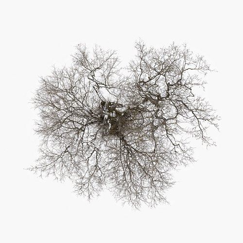Tree John Metcalfe