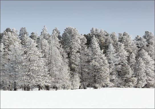Trees get a white winter glaze in Yellowstone National Park, Carol Highsmith - plakat 59,4x42 cm Galeria Plakatu