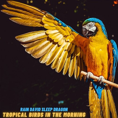 Tropical Birds in the Morning Rain David Sleep Dragon