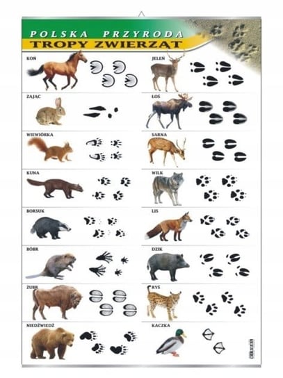 Tropy zwierząt tablica przyroda plansza plakat VISUAL System