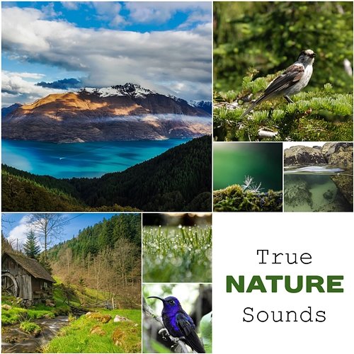 True Nature Sounds: Calm & Relaxing Music, Songs for Stress Relief, Healing Therapy, Soothing Ambient Nature Collection
