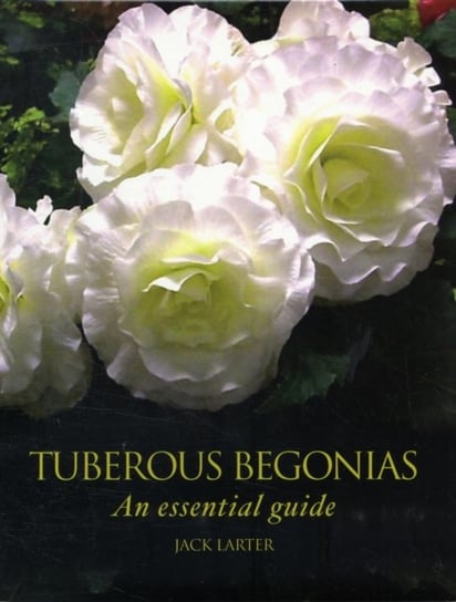 Tuberous Begonias Larter Jack