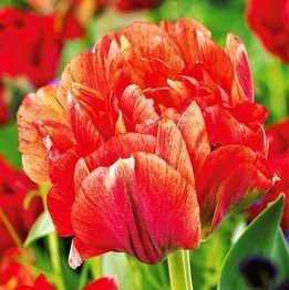 Tulipa Gudoshnik Double Tulipan 'Gudoshnik Double' 5Szt Inna marka