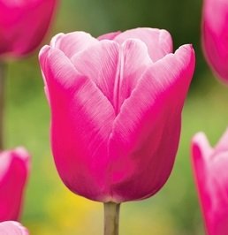 Tulipa Jumbo Pink Tulipan 'Jumbo Pink'5Szt Inna marka