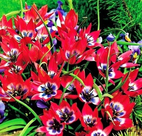 Tulipa Little Beauty Tulipan 'Little Beauty' 5Szt Inna marka