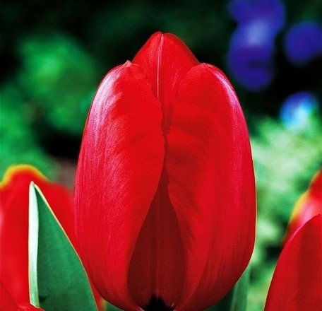 Tulipa Red Impression Tulipan 'Red Impression 5Szt Inna marka