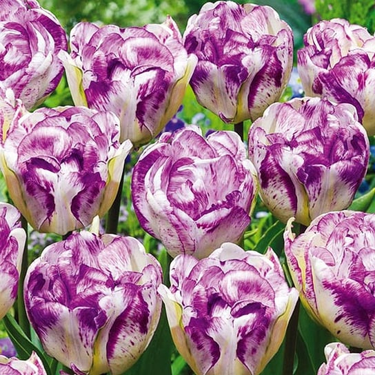 Tulipan Biało-Fioletowy 5 szt cebulki tulipanów BENEX