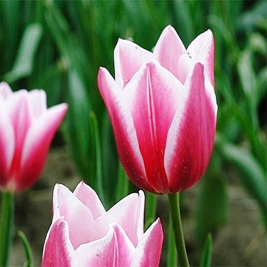 Tulipan Biało-Różowy 100 szt cebulki tulipanów Tulipany BENEX