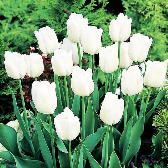 Tulipan Biały 100 szt cebulki tulipanów Tulipany BENEX