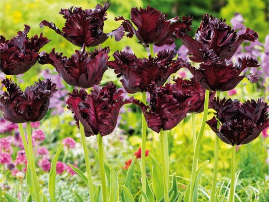 Tulipan 'Black Parrot' czarny 5 szt cebule DCO