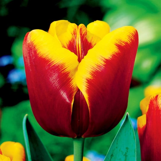 Tulipan Bordowo-Żółty 100 szt cebulki tulipanów Tulipany BENEX