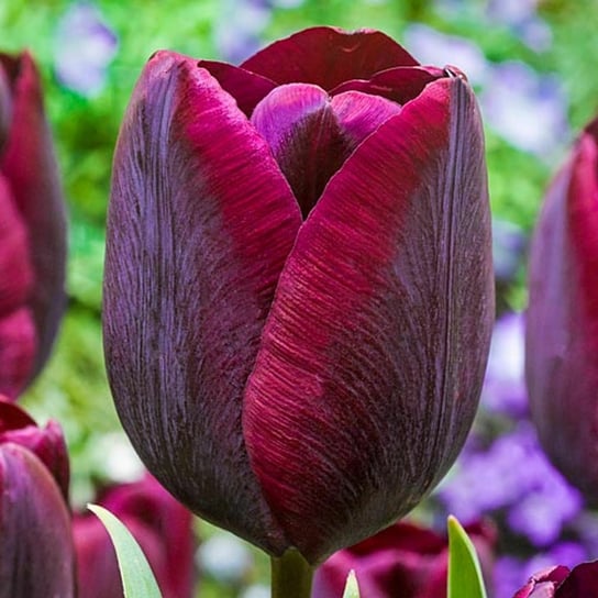 Tulipan Bordowy 100 szt cebulki tulipanów Tulipany BENEX