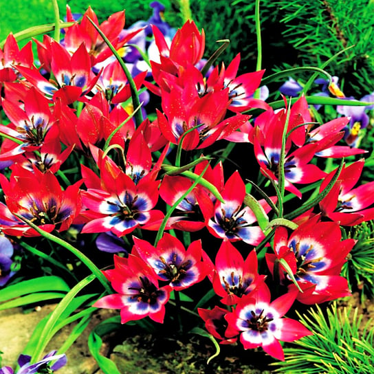 Tulipan Botaniczny Little Beauty 5 szt Tulipany cebulki tulipanów BENEX