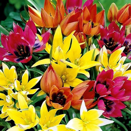 Tulipan Botaniczny Mix 25 szt cebulki tulipanów BENEX