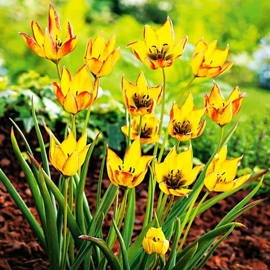 Tulipan Botaniczny Orphanidea Flava 5 szt. BENEX