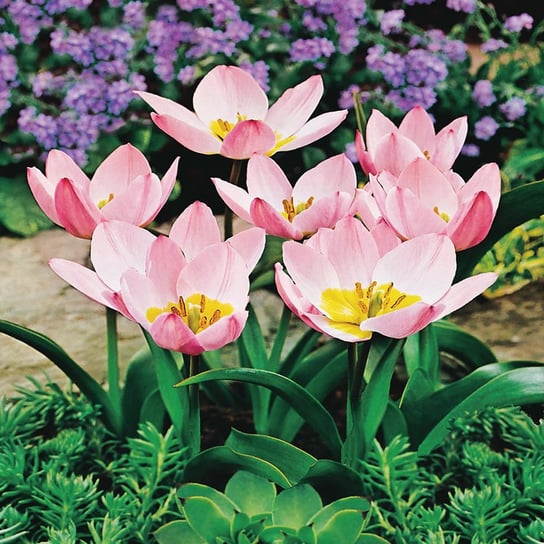 Tulipan Botaniczny Saxatilis 5szt cebulki Tulipany BENEX